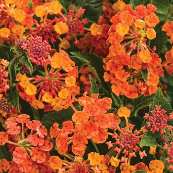 Lantana camara 'Marmalade' - Luscious ® Lantana