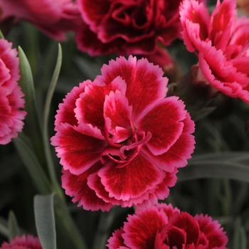 Dianthus 'Everlast™ Burgundy Blush' - Border Carnation