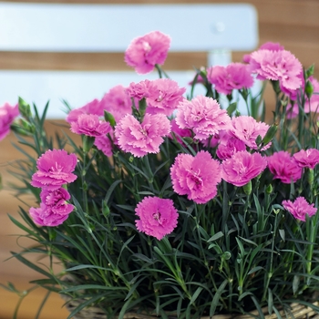 Dianthus interspecific 'Everlast™Orchid' - Border Carnation
