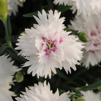 Dianthus interspecific 'Everlast™White + Eye' - Border Carnation