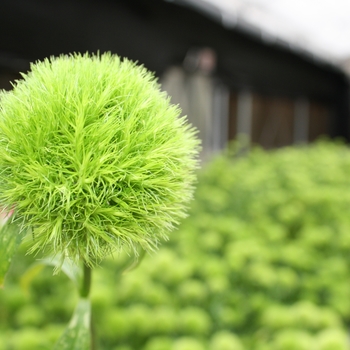 Dianthus barbatus 'Green Ball' - Dianthus