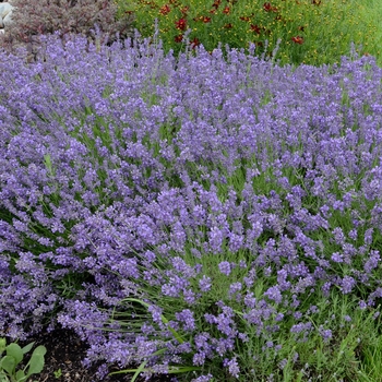 Lavandula angustifolia 'Essence Purple' - Lavender