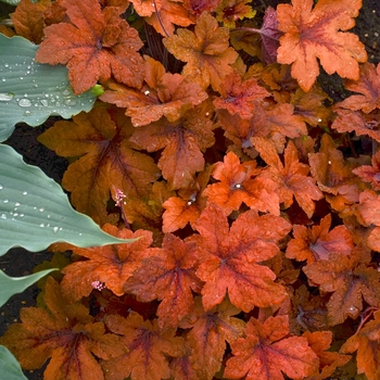 Heucherella 'Pumpkin Spice' - Foamy Bells