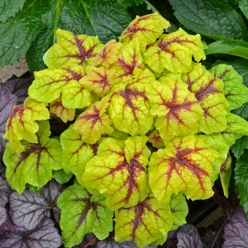 Heucherella 'Catching Fire' - Foamy Bells