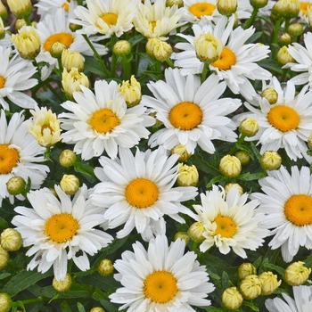 Leucanthemum superbum 'Cream Puff' - Shasta Daisy