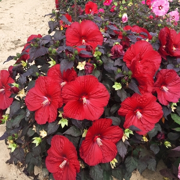 Hibiscus hybrid 'Summerific Holy Grail' - Summerific®