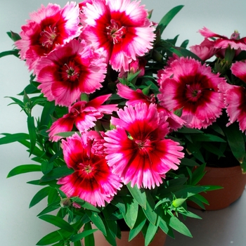 Dianthus chinensis 'Diana Crimson Picotee' - Dianthus (Pinks)