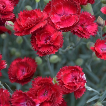 Dianthus 'Pretty Poppers Electric Red' - Border Carnation