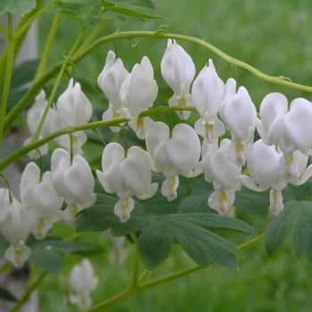 Dicentra spectabilis 'Alba' - Bleeding Heart