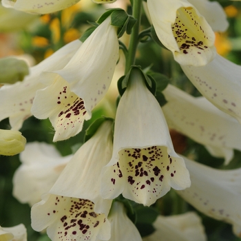 Digitalis purpurea 'Dalmatian Creme' - Foxglove