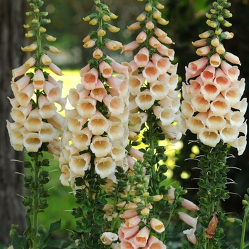 Digitalis purpurea 'Dalmatian Peach' - Foxglove