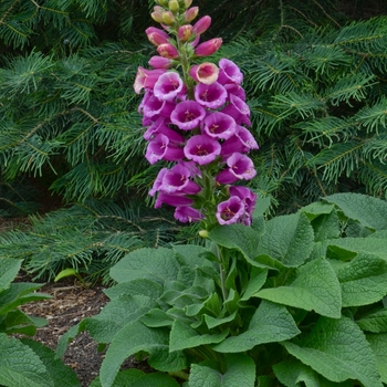 Digitalis purpurea 'Candy Mountain Rose' - Foxglove