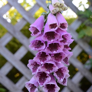 Digitalis purpurea ''Sugar Plum'' - Foxglove