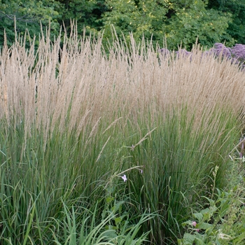 Calamagrostis acutiflora 'Karl Foerster' - Feather Reed Grass