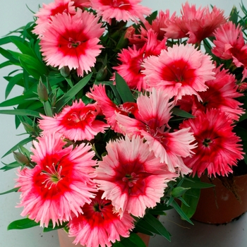 Dianthus chinensis (Pinks) Diana 'Scarlet Picotee' - Dianthus 