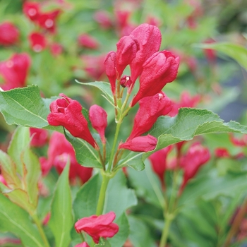 Weigela florida 'Sonic Bloom Red' - Weigela