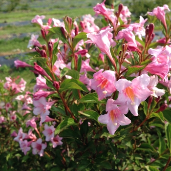 Weigela florida - Sonic Bloom® Pure Pink