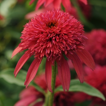 Echinacea purpurea 'Cranberry' - Double Scoop™ Coneflower