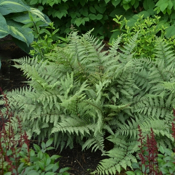 Athyrium hybrid - 'Ghost'