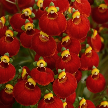 Calceolaria 'Calynopsis Red' - Pocketbook Plant