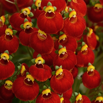 Calceolaria 'Calynopsis Red' - Calceolaria (Pocketbook Plant)