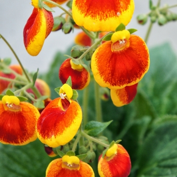 Calceolaria 'Calynopsis Yellow Red' - Pocketbook Plant
