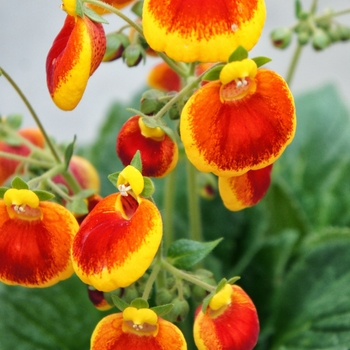 Calceolaria 'Calynopsis Yellow Red' - Calceolaria