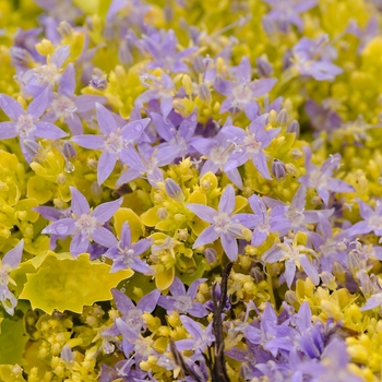 Campanula 'Dickson's Gold' - Bellflower