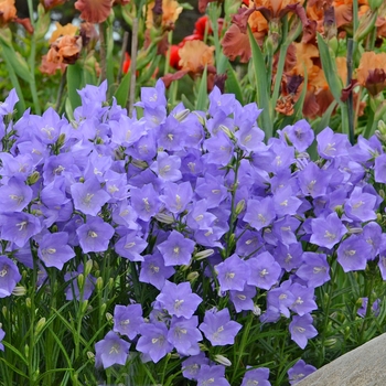 Campanula persicifolia 'Takion Blue' - Bellflower