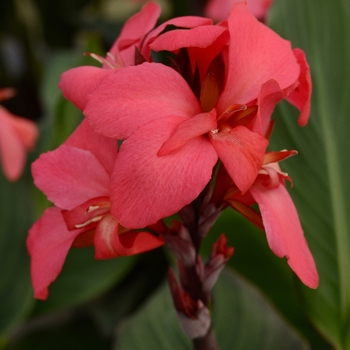 Canna x generalis 'Cannova Rose' - Canna