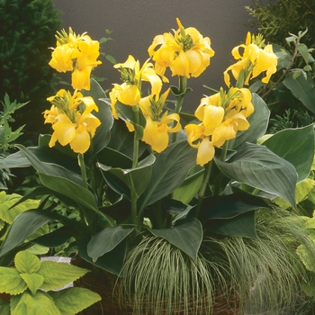 Canna x generalis 'Cannova® Yellow' - Canna