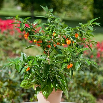 Capsicum 'Habanero' - Pepper, Hot