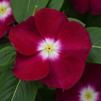 Catharanthus r. 'Mediterranean XP Burgundy Halo' - Annual Vinca; Periwinkle