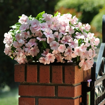 Catharanthus r. 'Mediterranean XP Peach' - Annual Vinca; Periwinkle