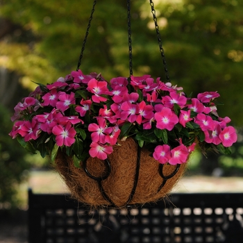 Catharanthus r. 'Mediterranean XP Rose Halo' - Annual Vinca; Periwinkle