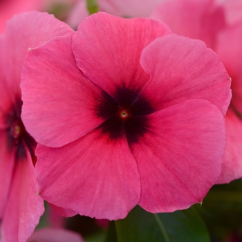 Catharanthus roseus 'Tattoo Raspberry' - Periwinkle