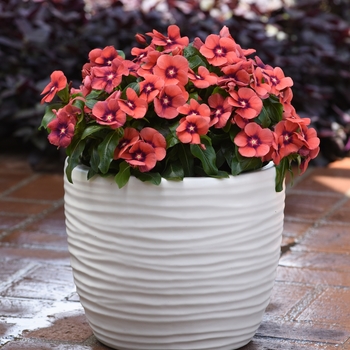 Catharanthus roseus 'Tattoo Tangerine' - Periwinkle