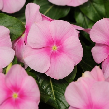 Catharanthus roseus Titan™ 'Icy Pink' - Vinca 