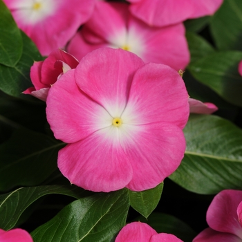 Catharanthus roseus Valiant™ Burgundy - Vinca