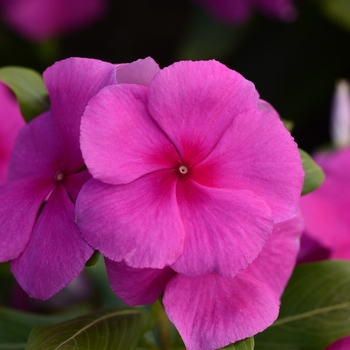 Catharanthus roseus Valiant™ Lilac - Vinca