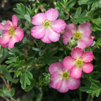 Potentilla fruticosa 'SMNPPS' PP30710, Can PBRAF (Potentilla) - Happy Face Hearts® Potentilla