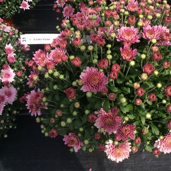 Chrysanthemum 'Amiko Violet' - Belgian® Mum