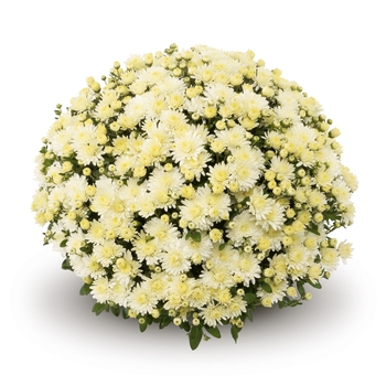Chrysanthemum - Belgian® 'Amiko White'