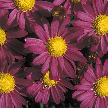 Chrysanthemum 'Amphion Lavender Purple' - Mum - Purple