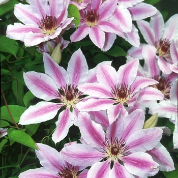 Clematis hybrid 'Nellie Moser' - Clematis