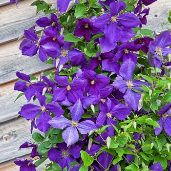 Clematis x 'Jackmanii' - Clematis