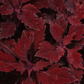 Solenostemon scuttelariodes 'Flame Thrower™ Salsa Roja' - Coleus