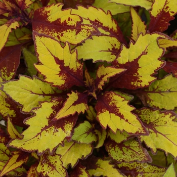 Solenostemon scutellariodes Flame Thrower™ 'Spiced Curry' - Coleus