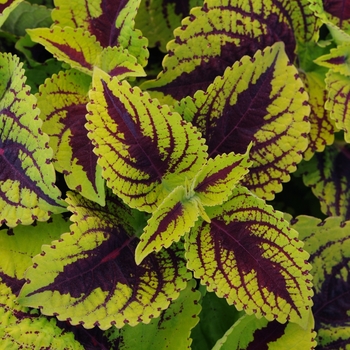 Solenostemon scutellarioides 'Kong Jr.™ Lime Vein' - Coleus