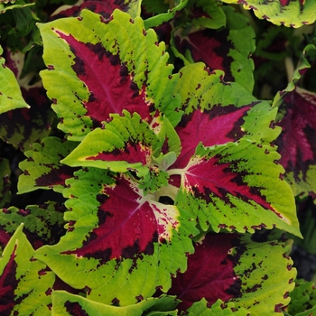 Solenostemon scutellariodes 'Kong Rose' - Coleus